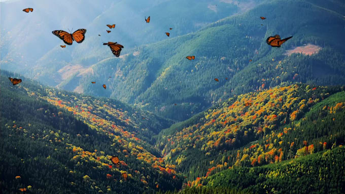 create HD and 4k meditation and relaxing music video