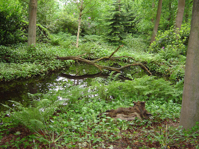 create relaxing nature sounds for you