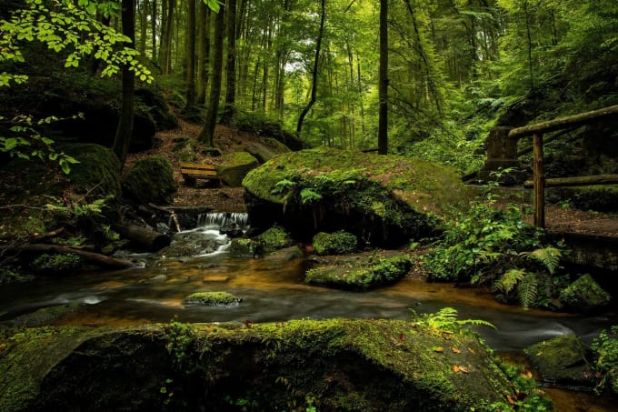 create forest nature sounds,ambience relaxing video