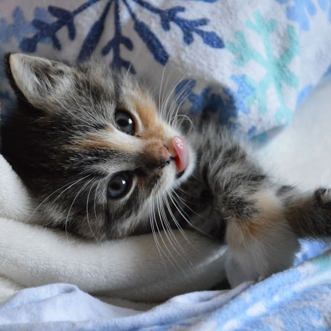 Create an ivr in my sexy sultry voice by Bahanken100 Fiverr