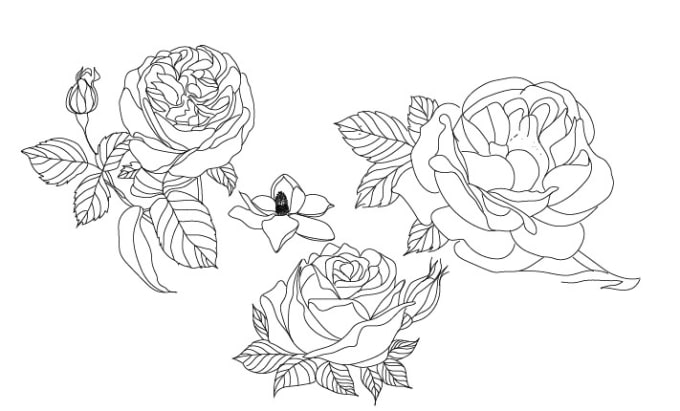 Gig Preview - Create botanical line art illustration, flower, hand drawn illustration