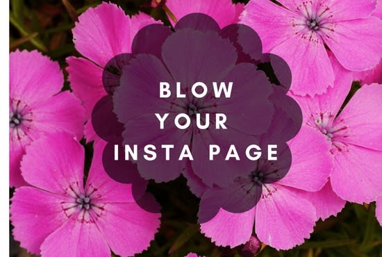 Gig Preview - Professionally manage your instagram account