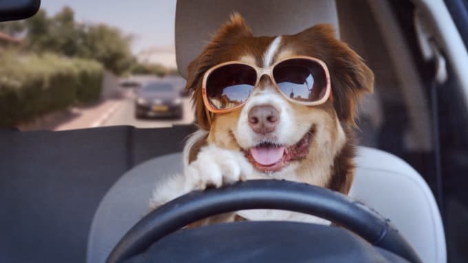 Gig Preview - Create this funny driving dog video ad for your business