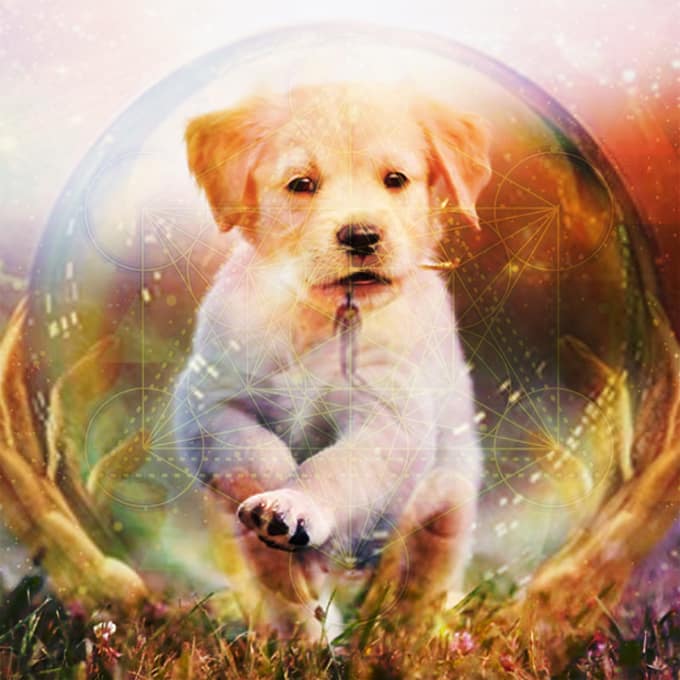 Gig Preview - Perform a psychic reading for your pet