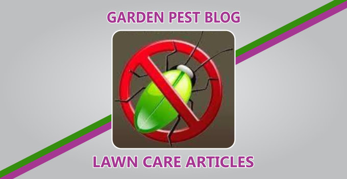 Gig Preview - Write on garden pest control