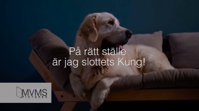 Gig Preview - Make a swedish home buying real estate video from a dog perspective