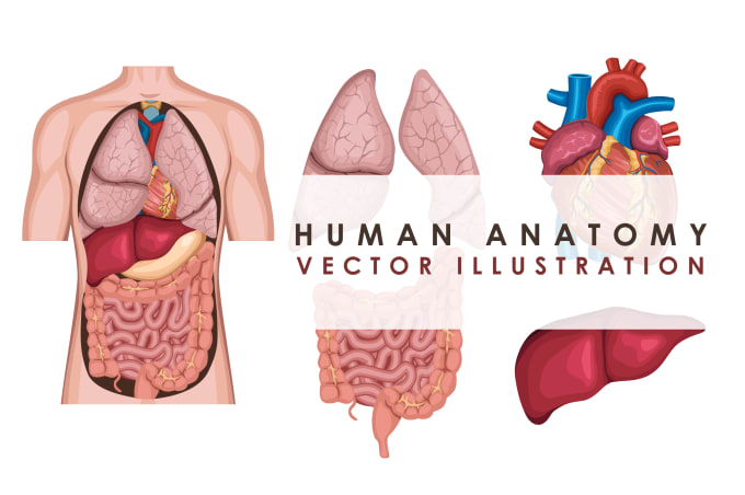 Gig Preview - Do medical vector illustration