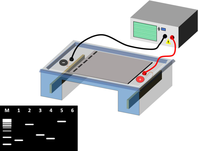 Gig Preview - Prepare your scientific illustrations