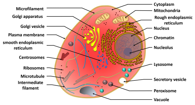 Gig Preview - Do scientific diagrams and illustrations for you