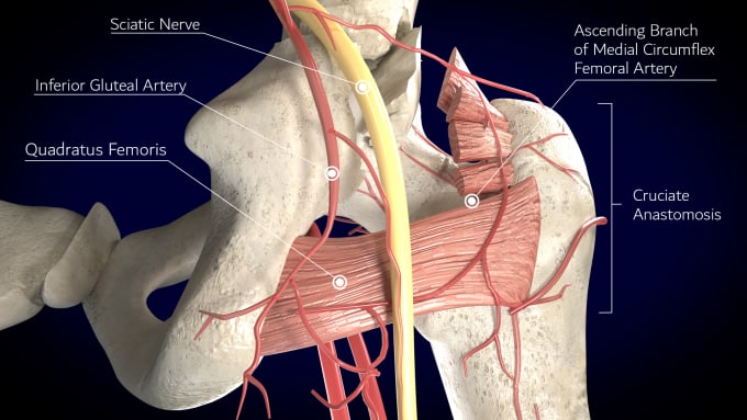 Gig Preview - Do high quality 3d medical animation video and modeling