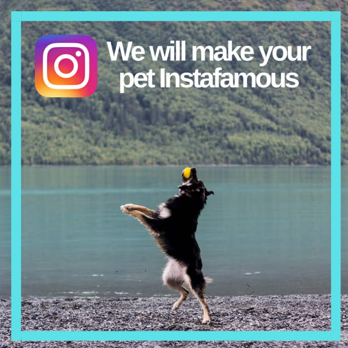 Gig Preview - Grow and manage your pets instagram account for 5 days