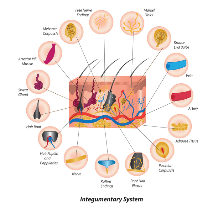 Gig Preview - Do professional medical illustrations for you