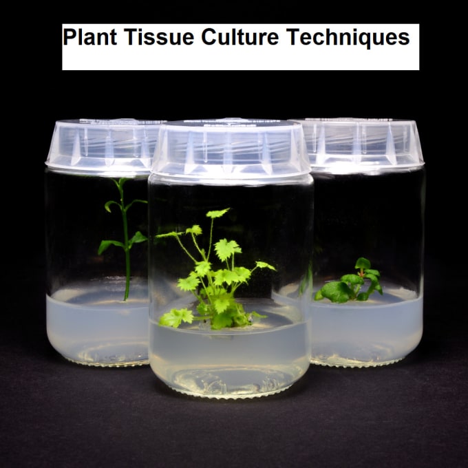 Gig Preview - Assist you in plant tissue culture