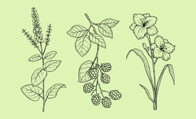 Gig Preview - Draw beautiful botanical hand drawn vector illustration