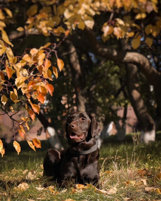 Gig Preview - Be your dog model chocolate labrador