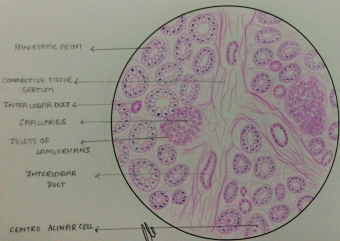 Gig Preview - Draw physiology biology histology anatomy and dental  diagrams