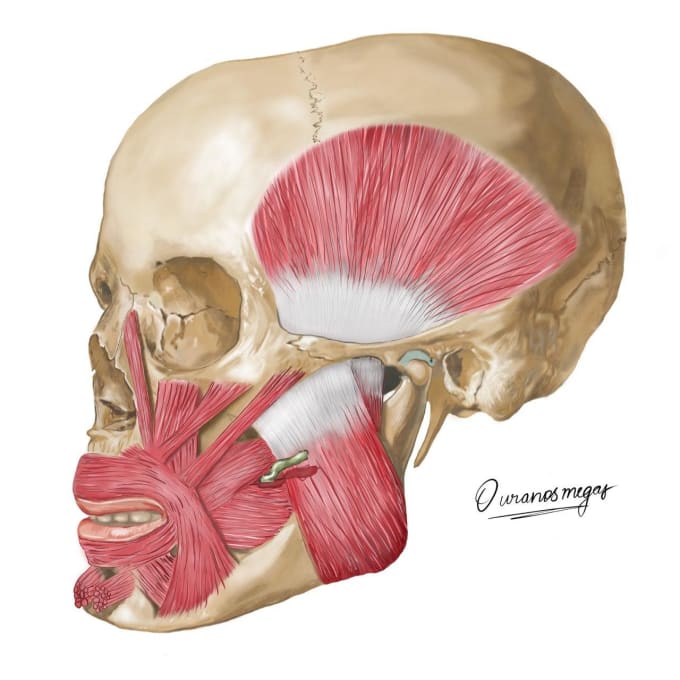 Gig Preview - Sketch realistic professional medical illustrations