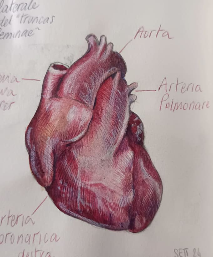 Gig Preview - Draw anatomy and medical illustration, painted in watercolor