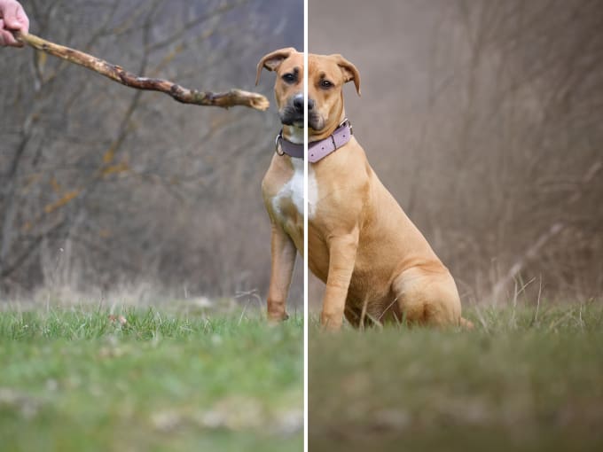 Gig Preview - Edit your dog, animal or wildlife photography