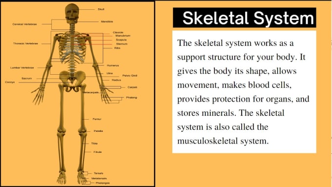 Gig Preview - Design attractive medical presentations, or google slides