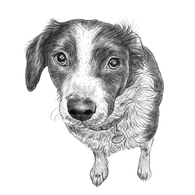 Gig Preview - Draw portrait of your pets