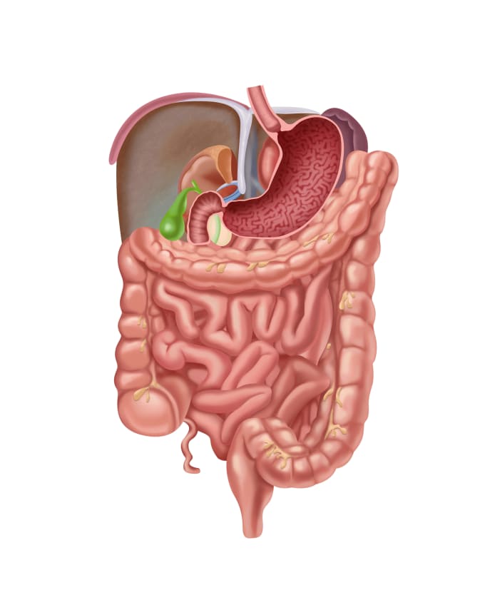 Gig Preview - Exceptional in designing artworks for medical books