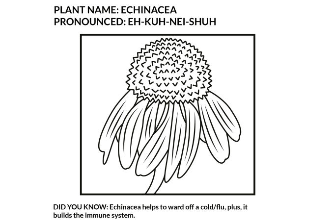 Gig Preview - Draw herbs or plants for your coloring book and pages