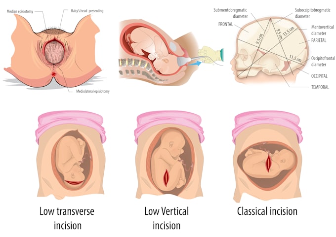 Gig Preview - Do medical, scientific, and biology illustrations for you