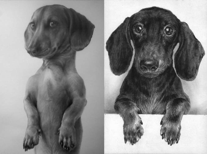 Gig Preview - Do a realistic pencil portrait of your pet, dog, cat, horse