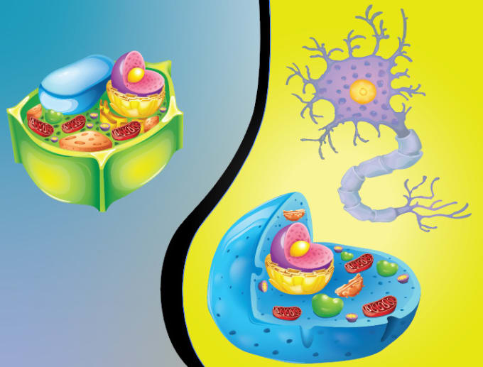 Gig Preview - Design scientific, medical, educational illustrations for you