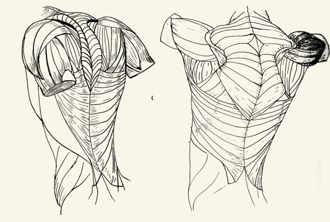 Gig Preview - Draw black and white drawing of anatomy