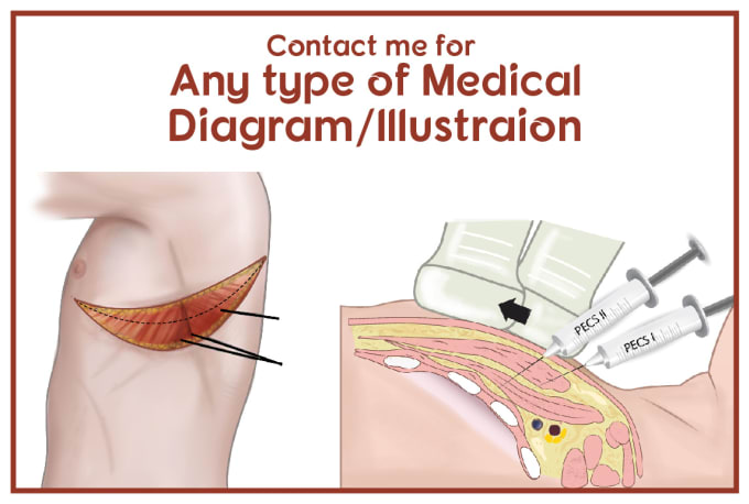 Gig Preview - Make medical or scientific illustrations, diagrams