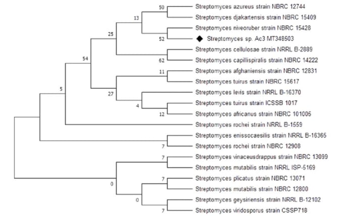 Gig Preview - Create a phylogenetic tree for you and for your articles