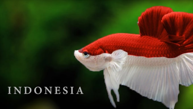 Bestseller - help you to buy betta fish from indonesia and ship it to you