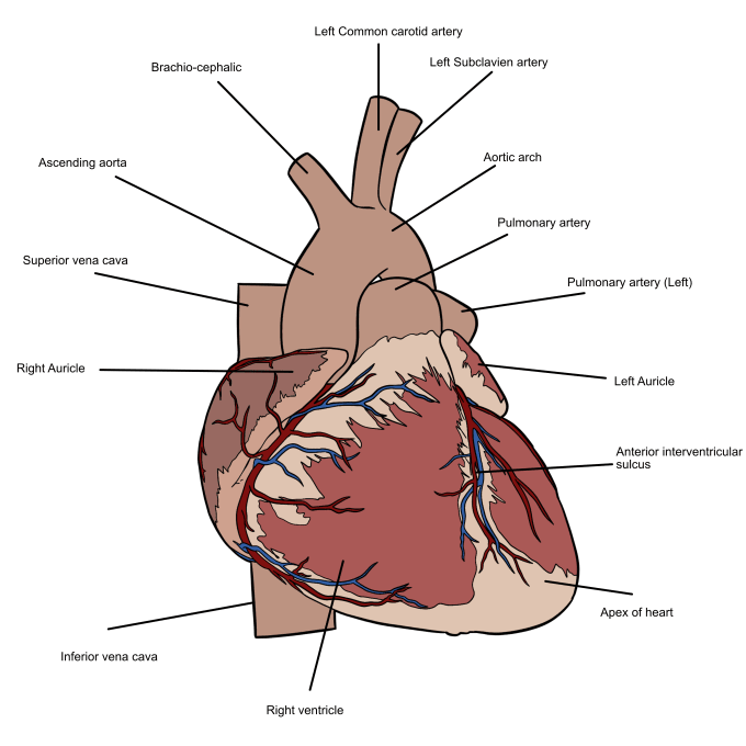 Gig Preview - Create professional medical illustrations for educational purposes