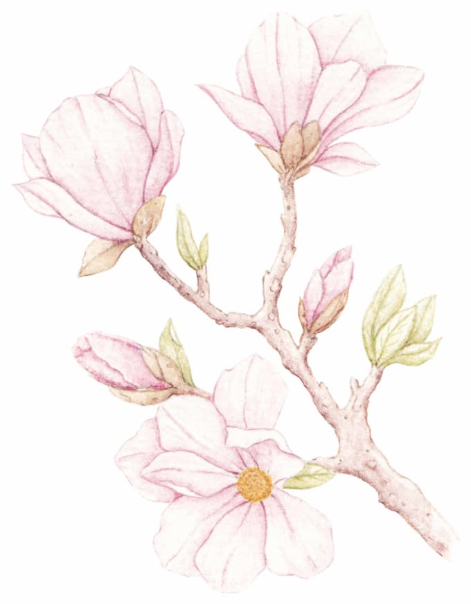 Gig Preview - Paint digital watercolor botanical illustration