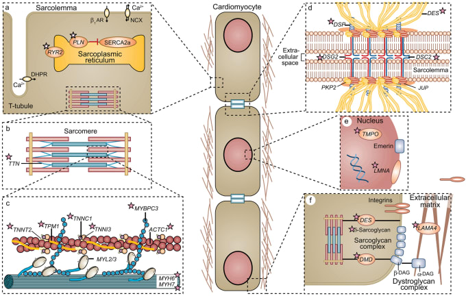 Gig Preview - Do medical illustration, redraw figures, graphical abstracts