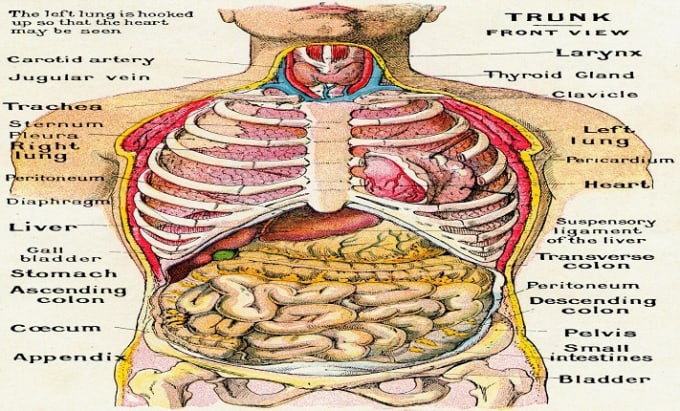 Gig Preview - Guide in anatomy, pathophysiology and pharmacology