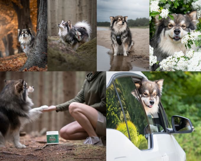 Gig Preview - Shoot dog accessory photography with dog model