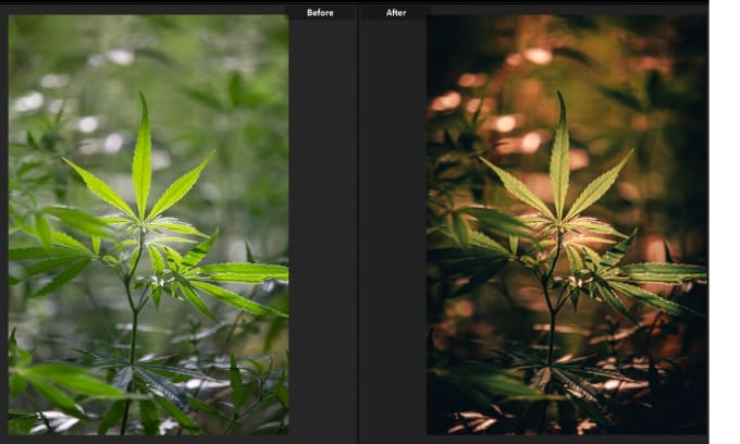 Gig Preview - Do bulk photo editing in lightroom