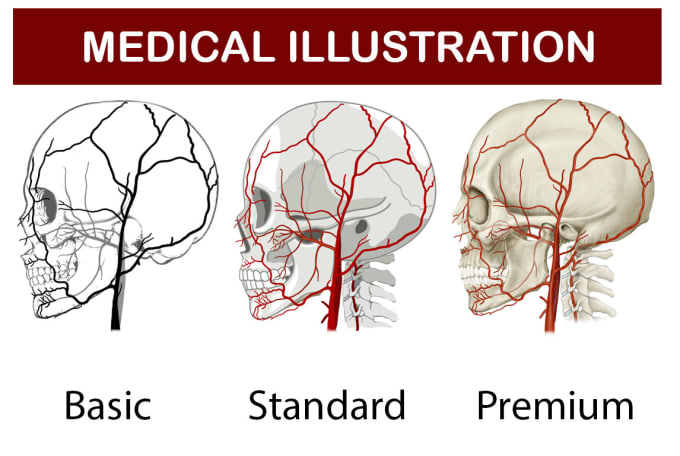 Gig Preview - Do medical, dental and scientific illustrations for you