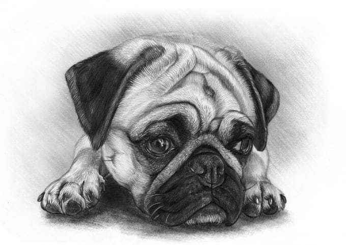 Gig Preview - Draw a beautiful pet portrait from a photo