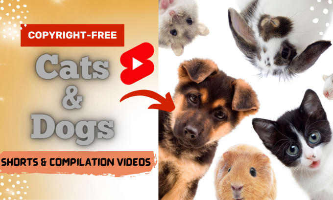 Gig Preview - Give funny viral cat and dog videos or shorts for youtube