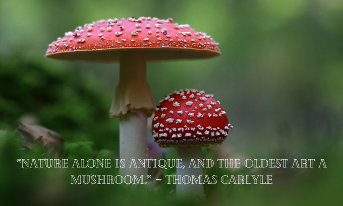 Gig Preview - Write excellent articles about mushrooms and wild foraging