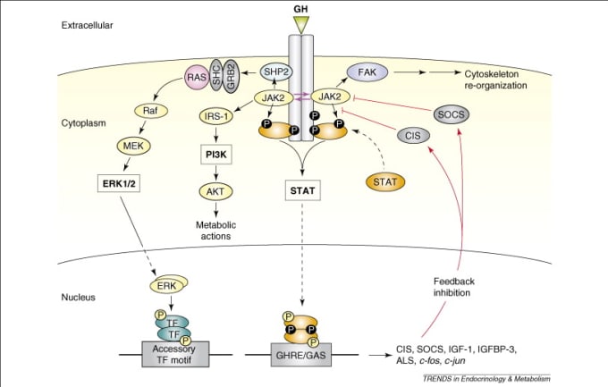 Gig Preview - Create reports on cell signaling research