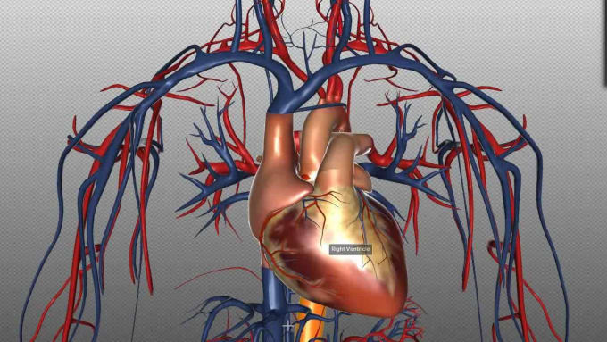 Gig Preview - Help in physiology, pharmacology and anatomy tasks