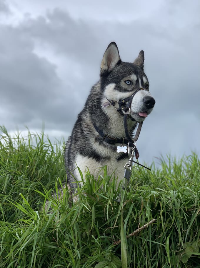 Gig Preview - Be your husky dog model for pet product photos, videos, ugc