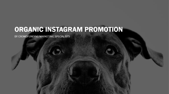 Gig Preview - Promote your instagram and grow it organically