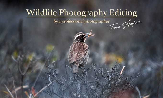 Gig Preview - Professionaly edit your wildlife and animal photos