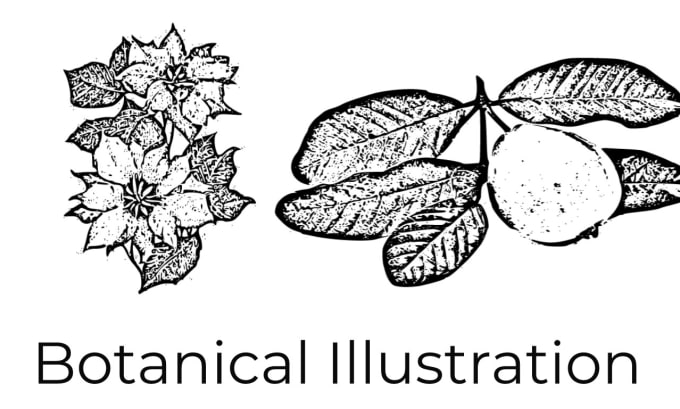 Gig Preview - Do professional vector illustrations animal and botanical line art